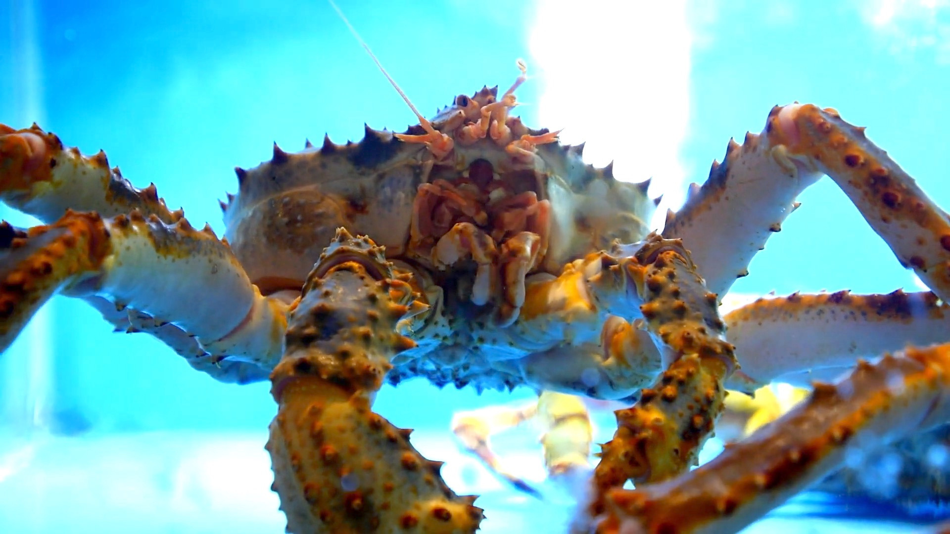 Video thumbnail for The story behind Alaska's snow crab die-off: what scientists know