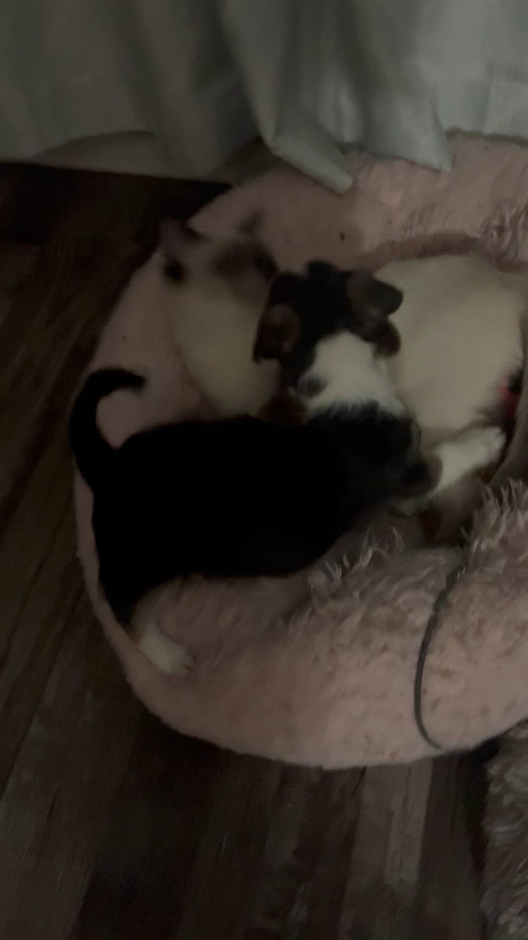 Snickers and Tulip again