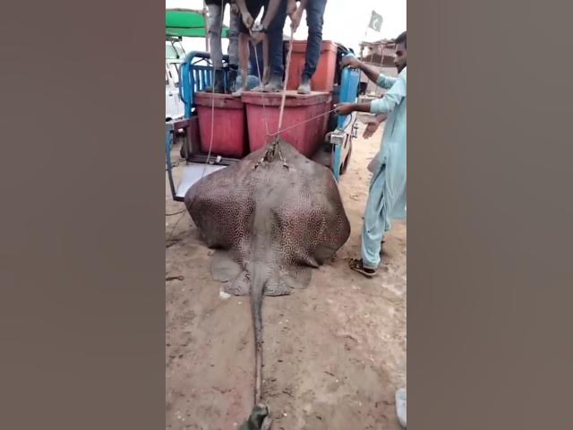 Video thumbnail for fishing 🎣 sunehri beach #music