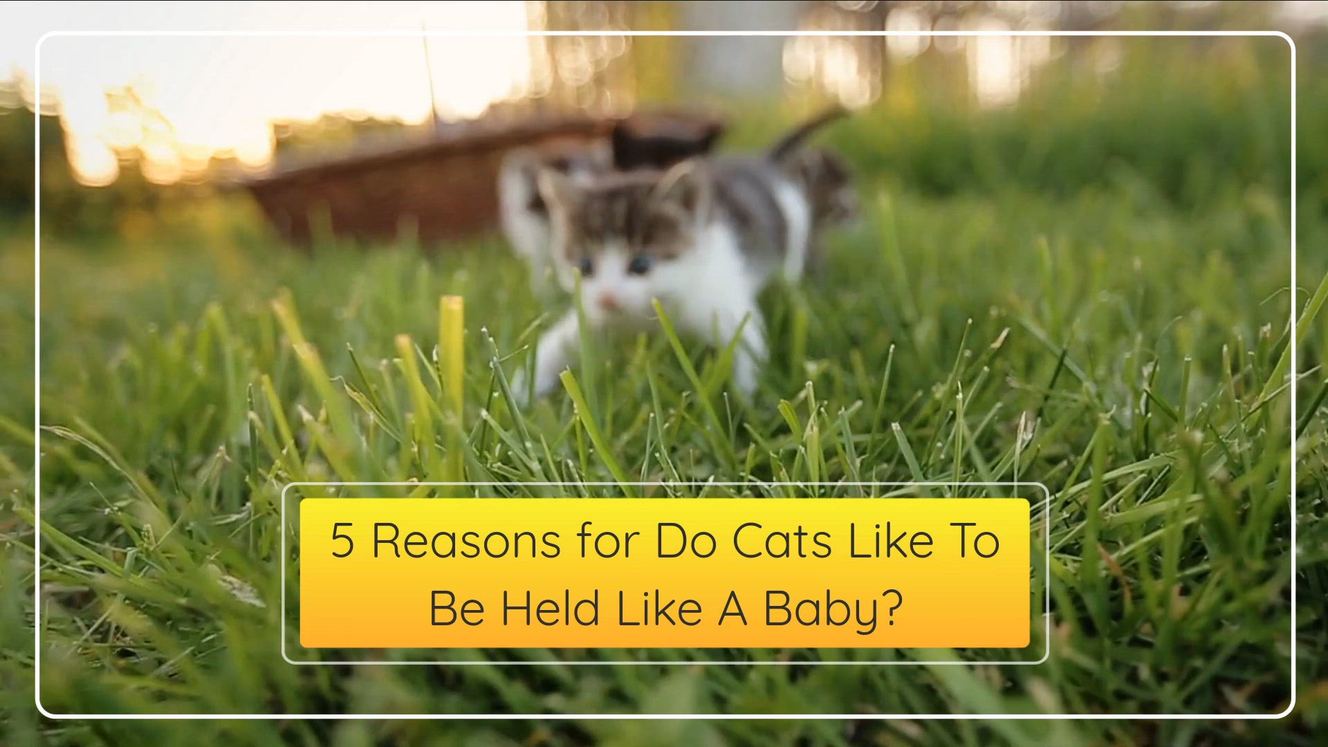 Video thumbnail for 5 Reasons for Do Cats Like To Be Held Like A Baby