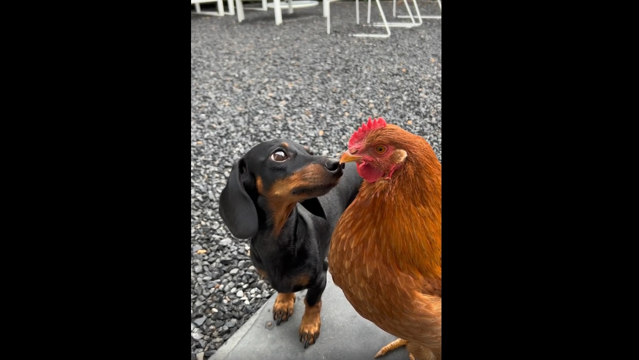 Video thumbnail for Dog Becomes Completely Fascinated by a Chicken