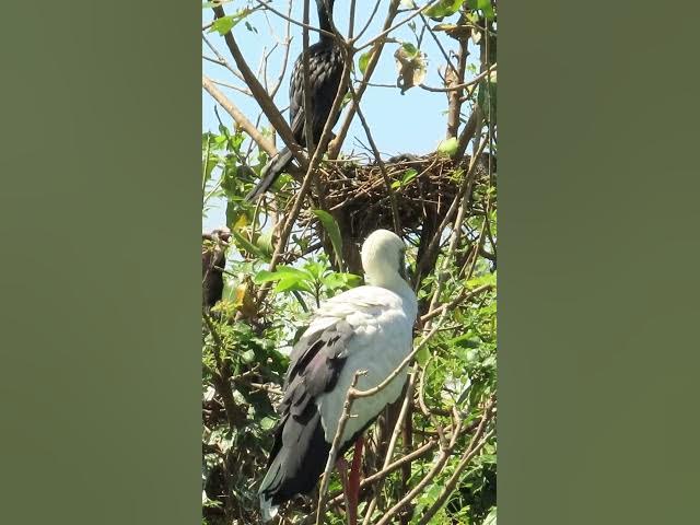 Video thumbnail for Wow Nice Gain Bird A lot EP 37 #birds #nestbird #birdalot #birdfeed #birdeat