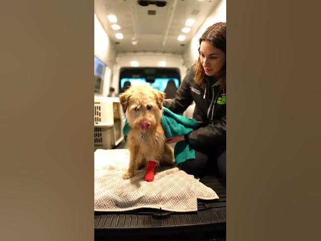 Video thumbnail for рд░реЛрддреЗ рд╣реБрдП рдХреБрддреНрддреЗ рдХреА рдкреБрдХрд╛рд░ рд╕реБрди рд▓реА рдЗрдВрд╕рд╛рди рдиреЗ ЁЯТФтЮбя╕ПтЭдя╕П