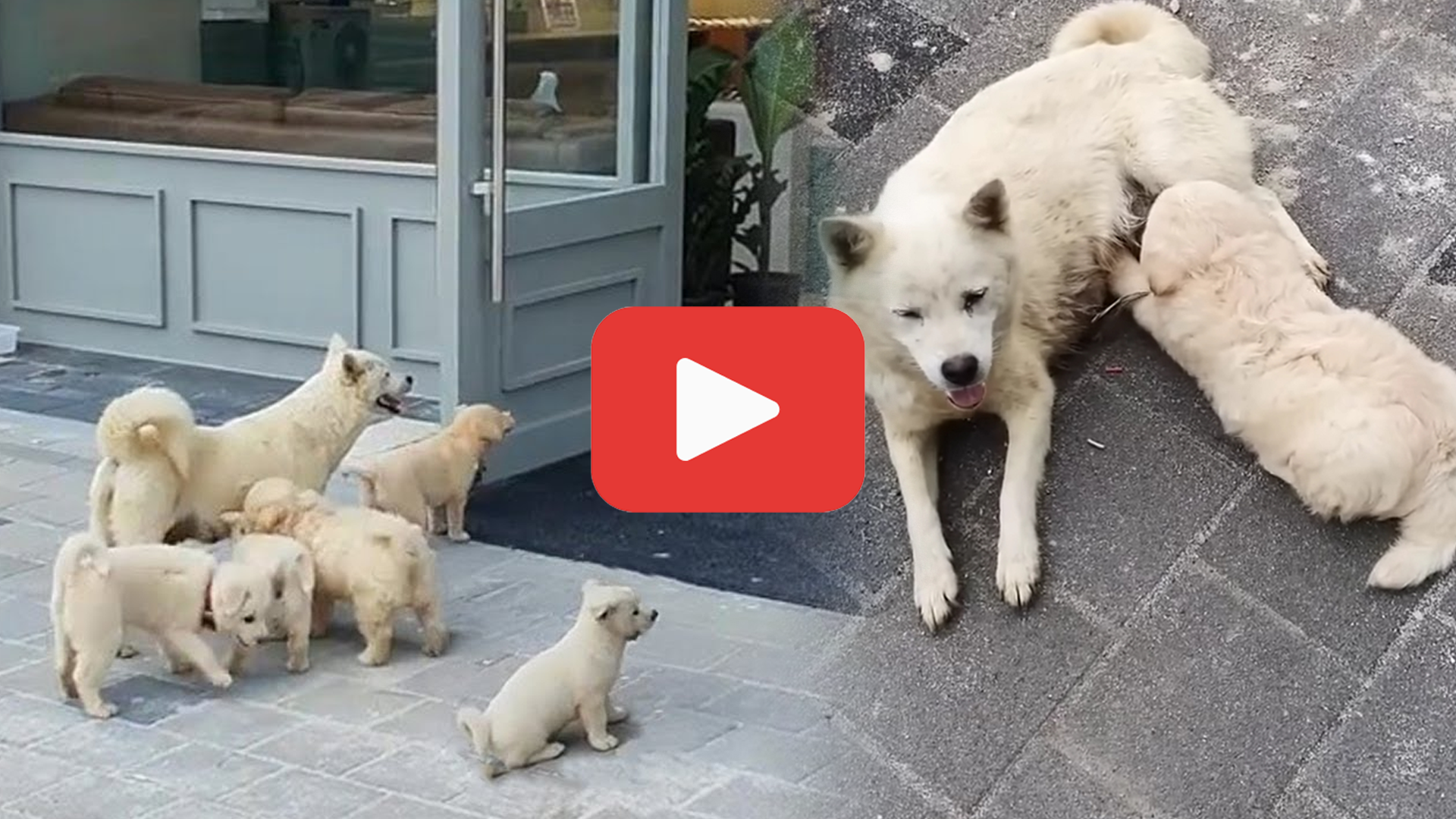 Video thumbnail for Begging Together—A Mother Dog and Her Puppies’ Heartbreaking Plea