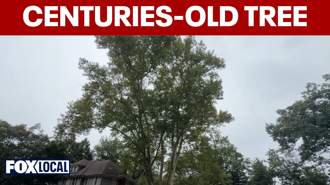 Video thumbnail for Maplewood residents oppose developer plan to remove centuries-old tree