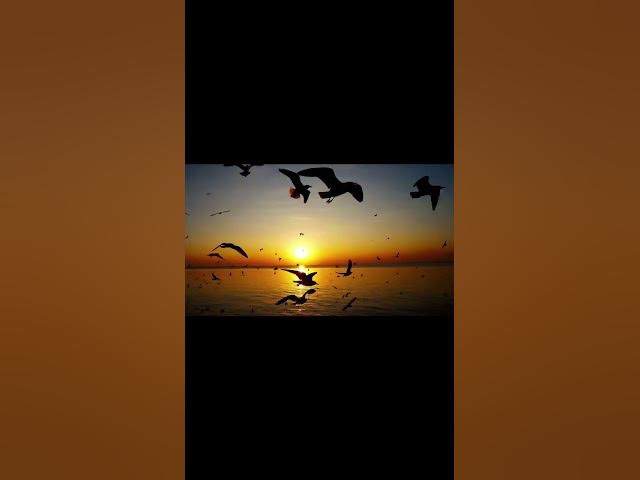 Video thumbnail for Unlock Your Inner Peace Through Stillness