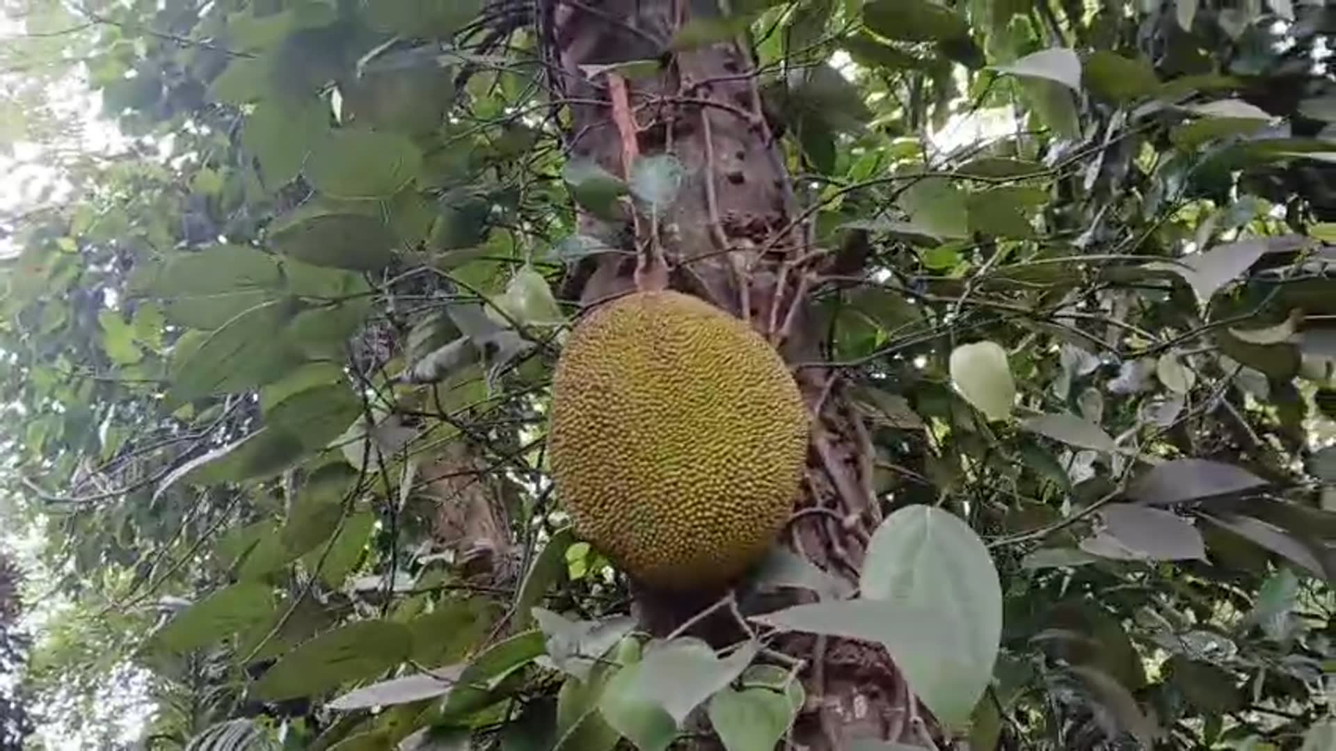 Video thumbnail for Jackfruit on the Tree 🌳 | Nature’s Biggest Surprise