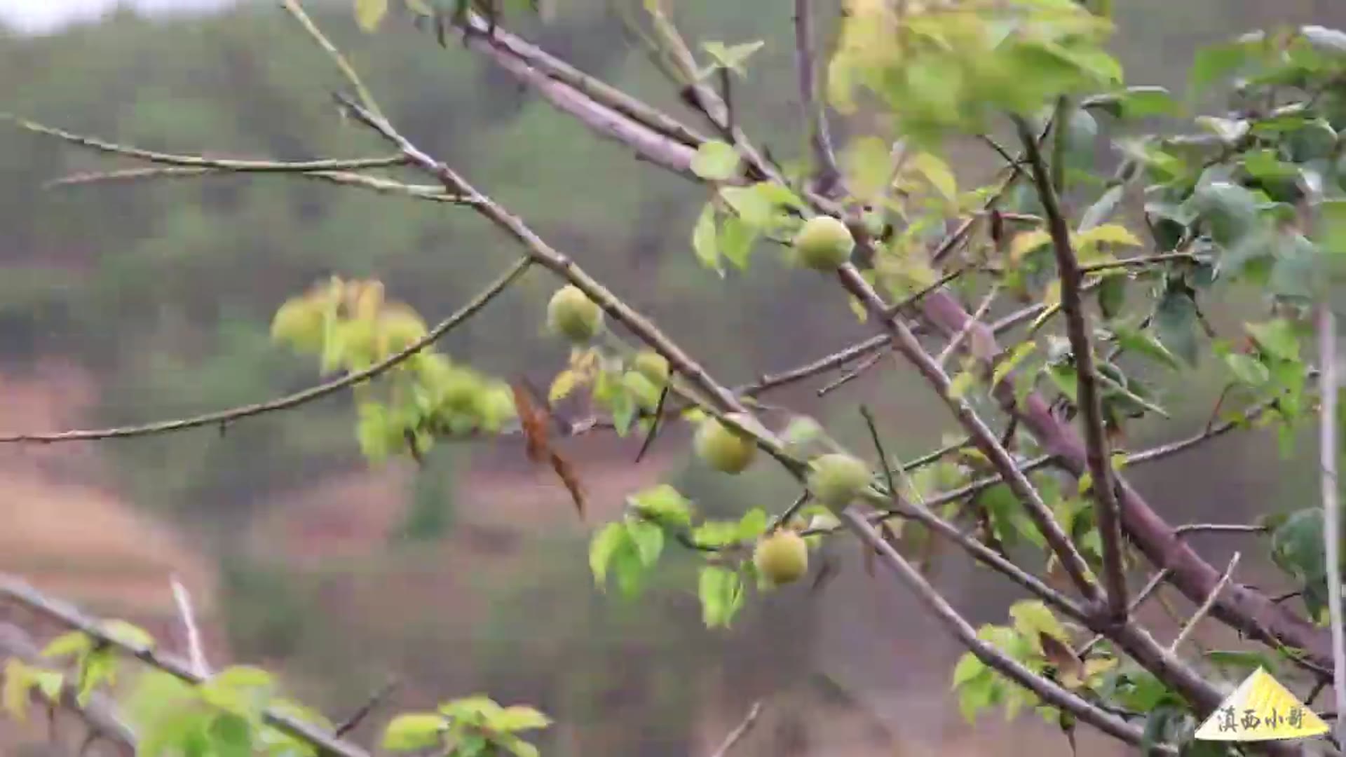 Video thumbnail for 夏至,煮一锅酸梅汤【滇西小哥】 (720p 30fps)