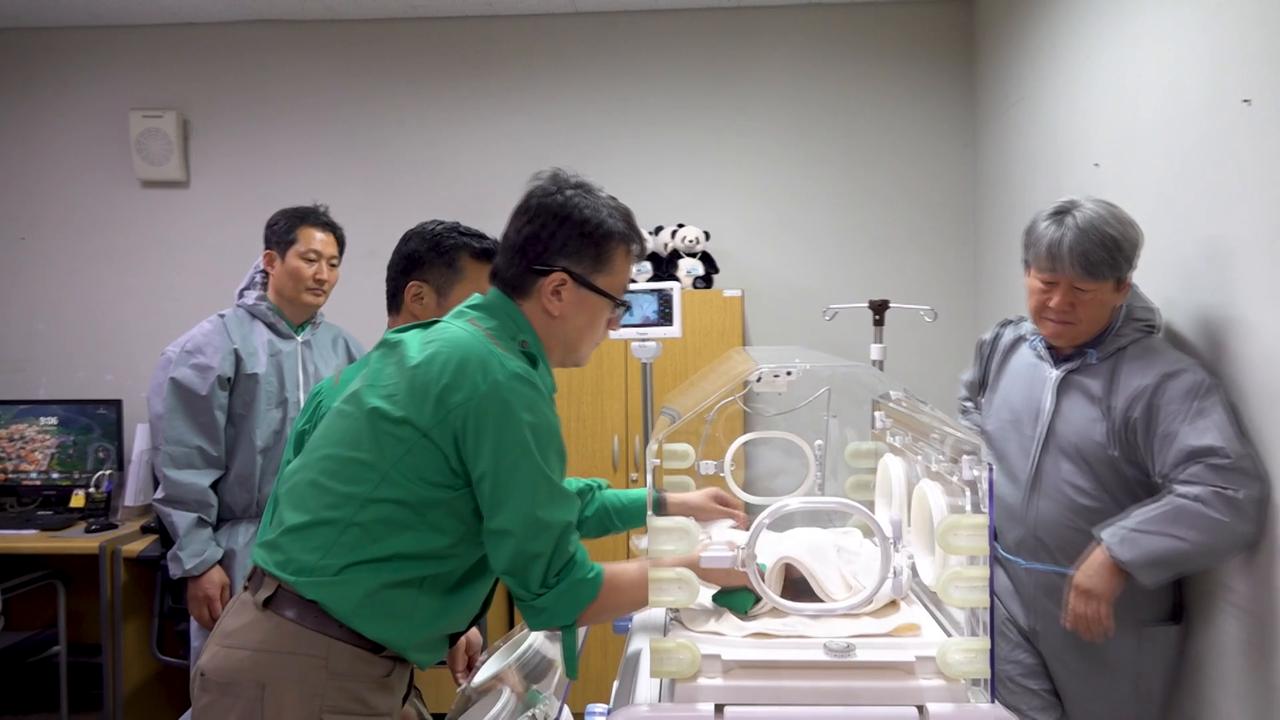 Video thumbnail for South Korea: S. Korea's Everland to launch public naming campaign for newborn giant panda cub.