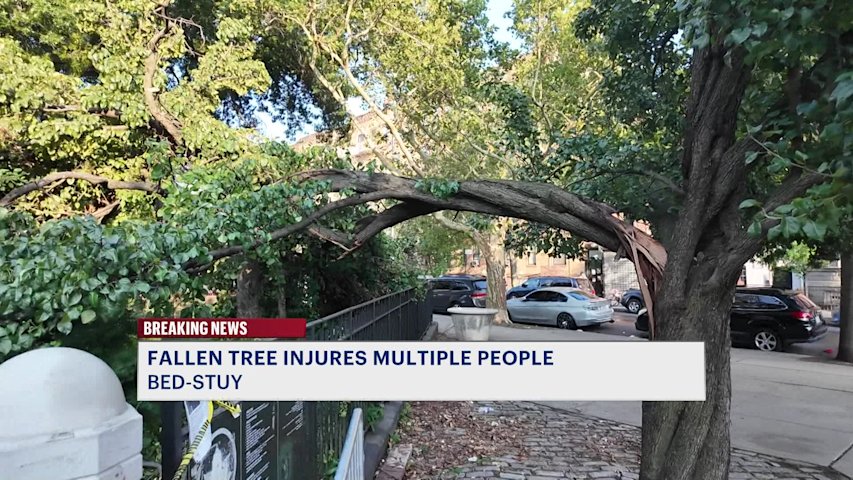 Video thumbnail for 4 injured after tree falls in Bed-Stuy