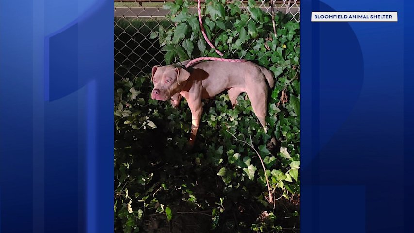 Video thumbnail for Dog tied to fence and abandoned near Garden State Parkway