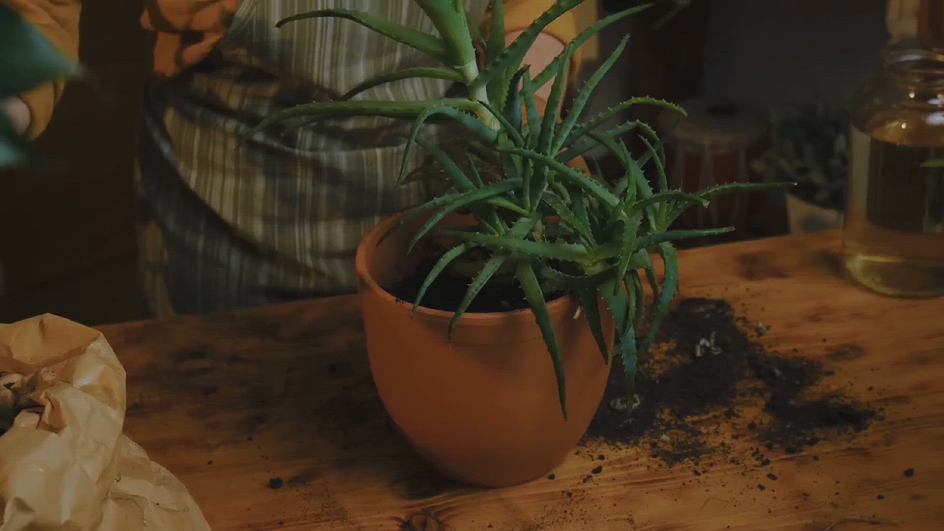 'Video thumbnail for How to Grow Aloe Vera in the House'