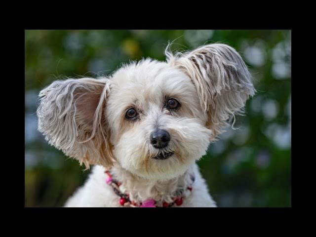 Video thumbnail for Can Dogs Smell Cancer? Exploring Canine Cancer Detection
