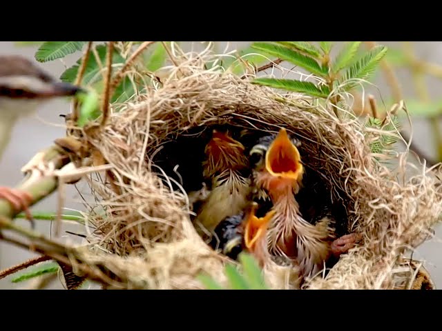 Video thumbnail for The cuckoo wild bird baby's bird eat alot
