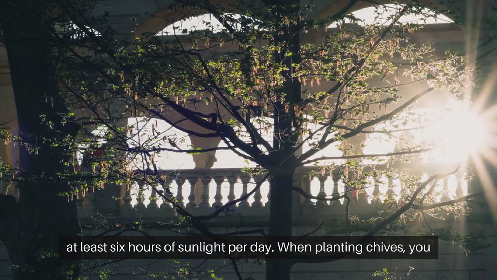 'Video thumbnail for How to Grow Chives in Your Garden'
