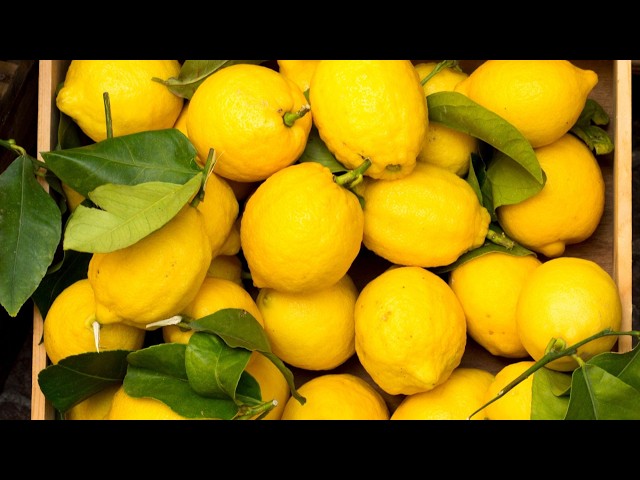 Video thumbnail for Le Secret des Grands Chefs : Pourquoi le Citron de Menton IGP est Incomparable ? 🍋