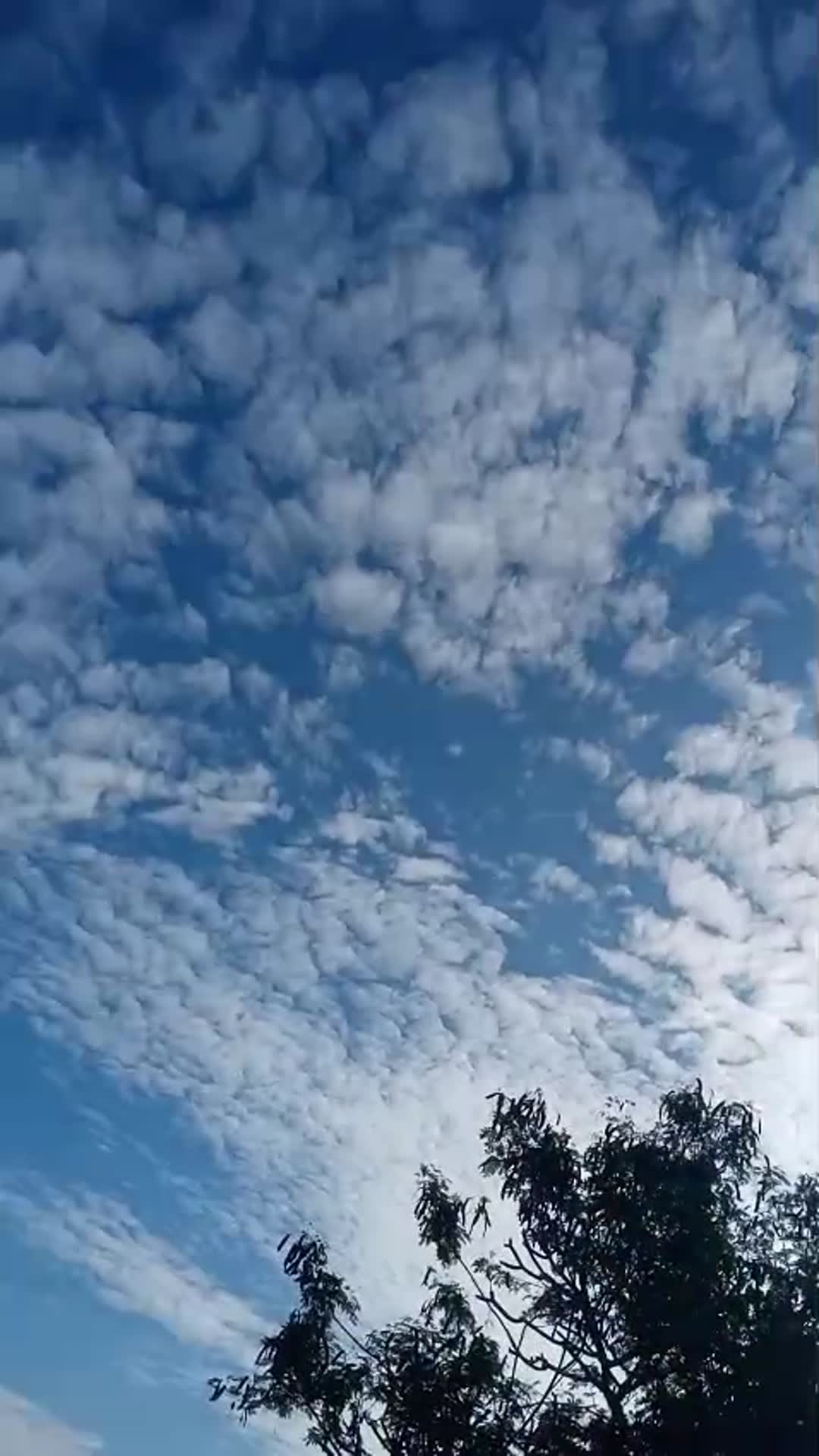 Video thumbnail for Sun Rising Behind Flowers | Calm Morning Nature