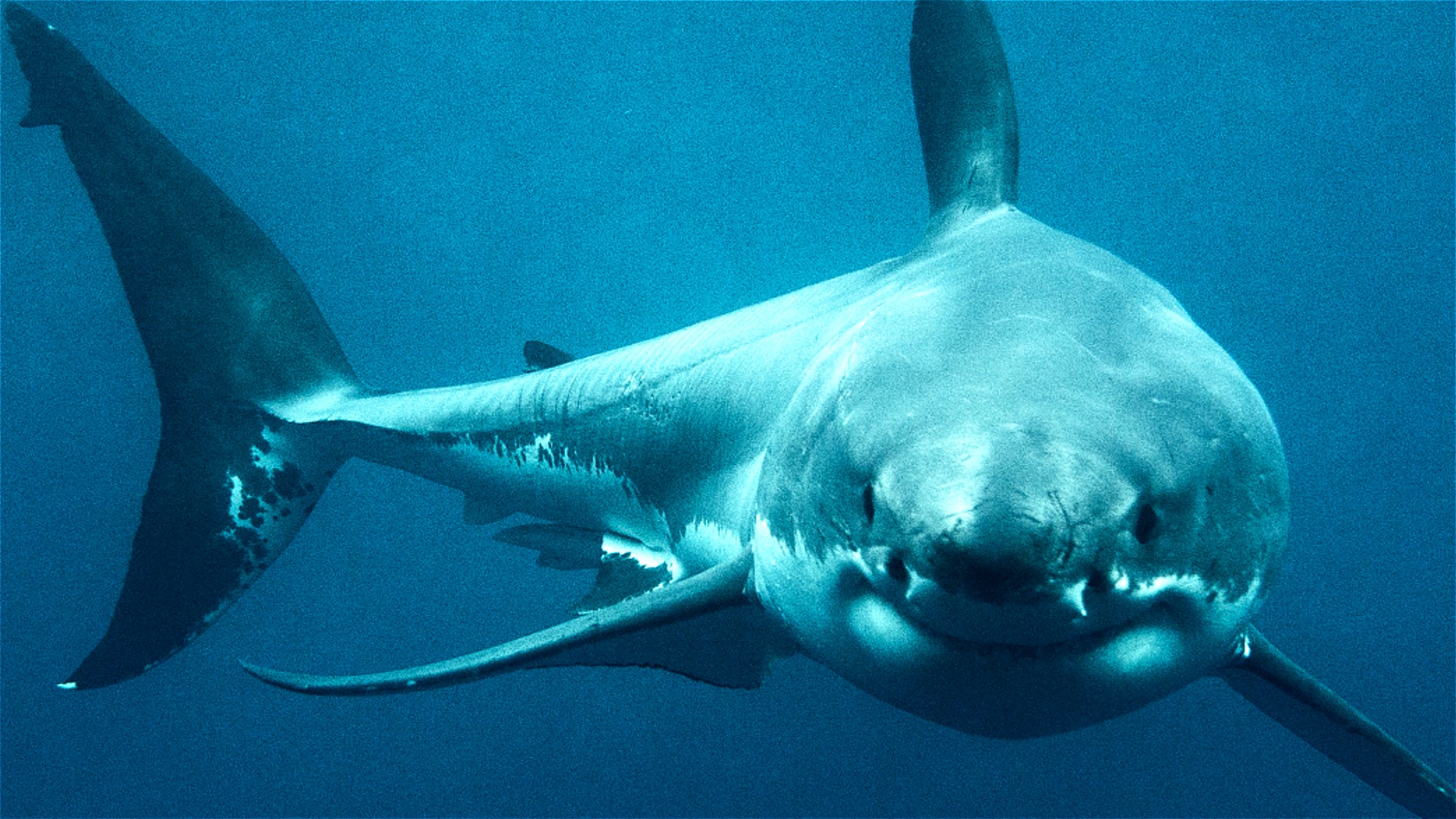 Video thumbnail for Jaws Was Actually Inspired By This Living Nightmare