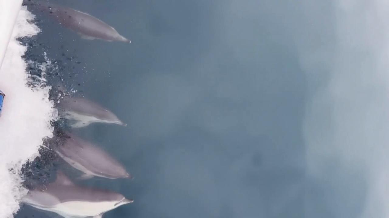 Video thumbnail for Türkiye: Dolphins put on playful display beside fishermen's boat in northern Türkiye.