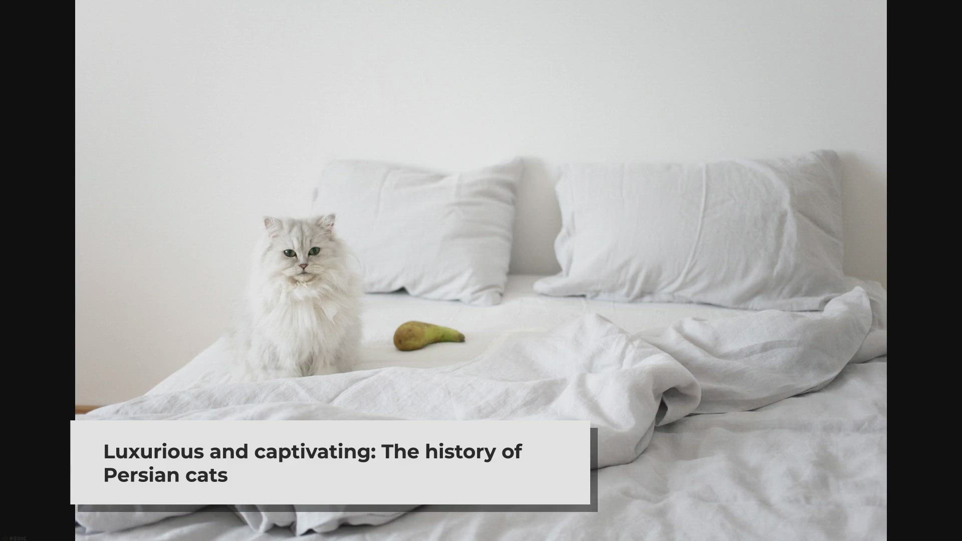 Video thumbnail for Are Persian Cats Common in Persia?