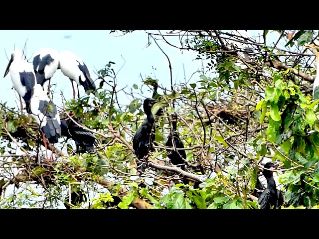 Video thumbnail for Top Area land for crane bird live here alot to made nest
