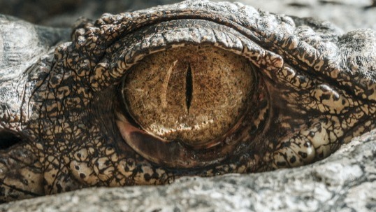 Video thumbnail for Crocodiles' Ancient Design Hasn't Evolved Much, Science Explains Why
