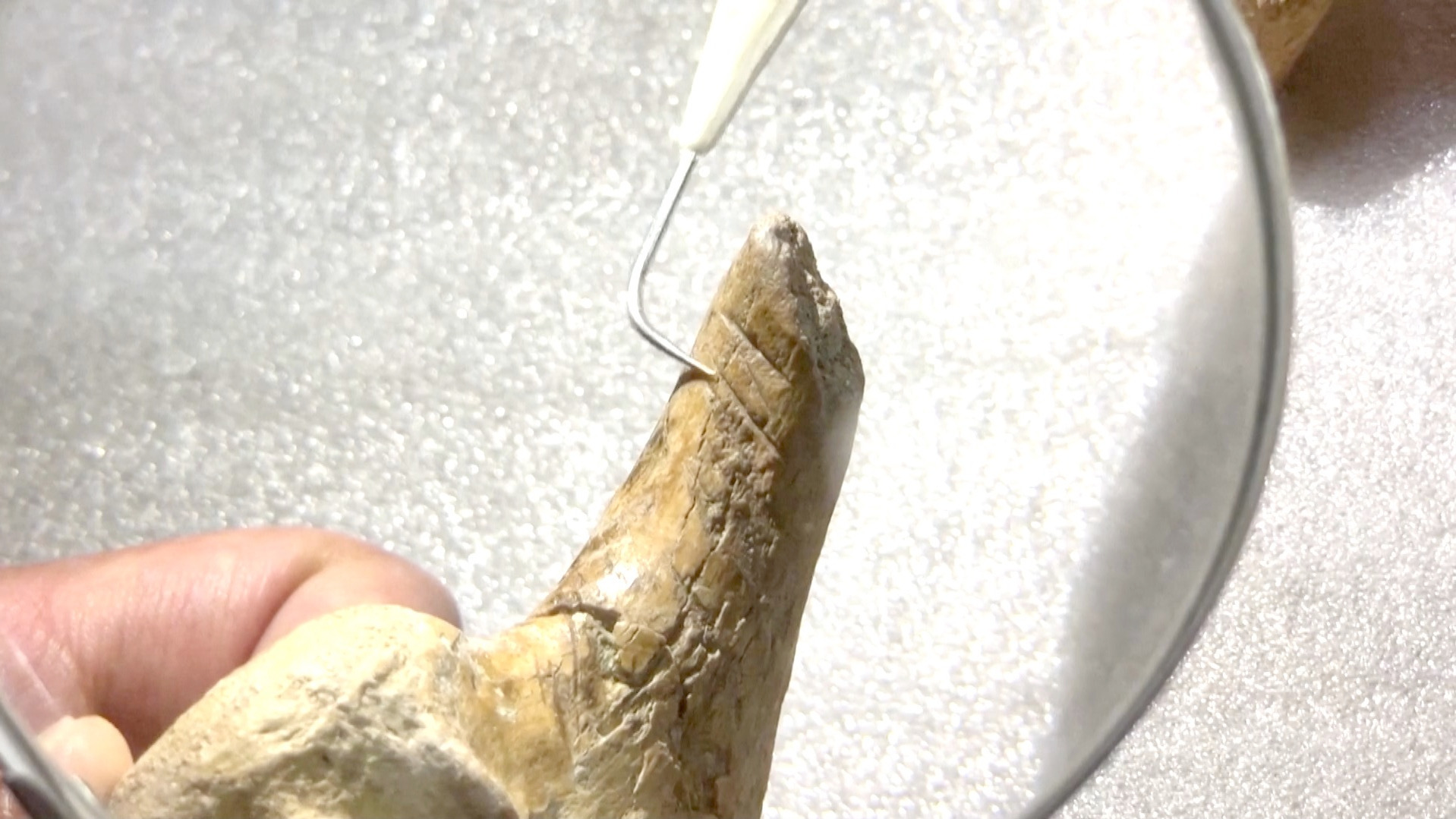 Video thumbnail for 2024 armadillo bone marks hint at earliest humans in South America