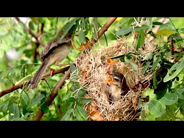 Video thumbnail for After cries baby's bird hungry eat food on nest