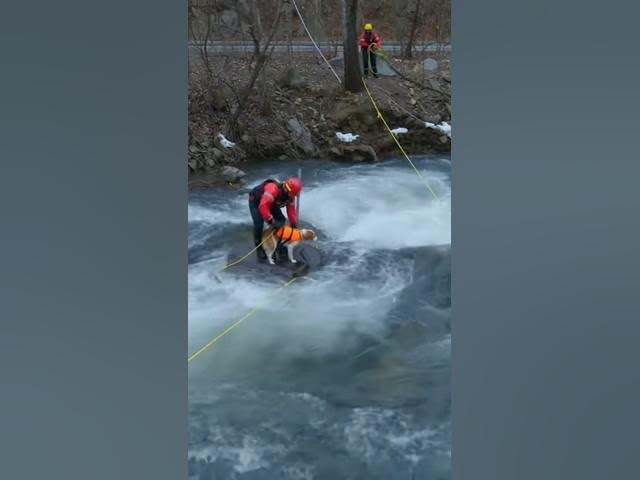 Video thumbnail for рдирджреА рдореЗрдВ рдлрдБрд╕рд╛ рдмреЗрдЬрд╝реБрдмрд╛рди рдХреБрддреНрддрд╛ ЁЯШв | рд╕рдордп рдкрд░ рд╣реБрдЖ рдЪрдорддреНрдХрд╛рд░реА рд░реЗрд╕реНрдХреНрдпреВ ЁЯРХanimal rescuedog #AnimalRescue#Dog