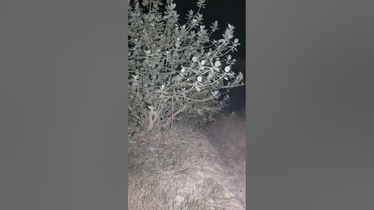 Video thumbnail for Horror video #Shorts#Youtube Shorts