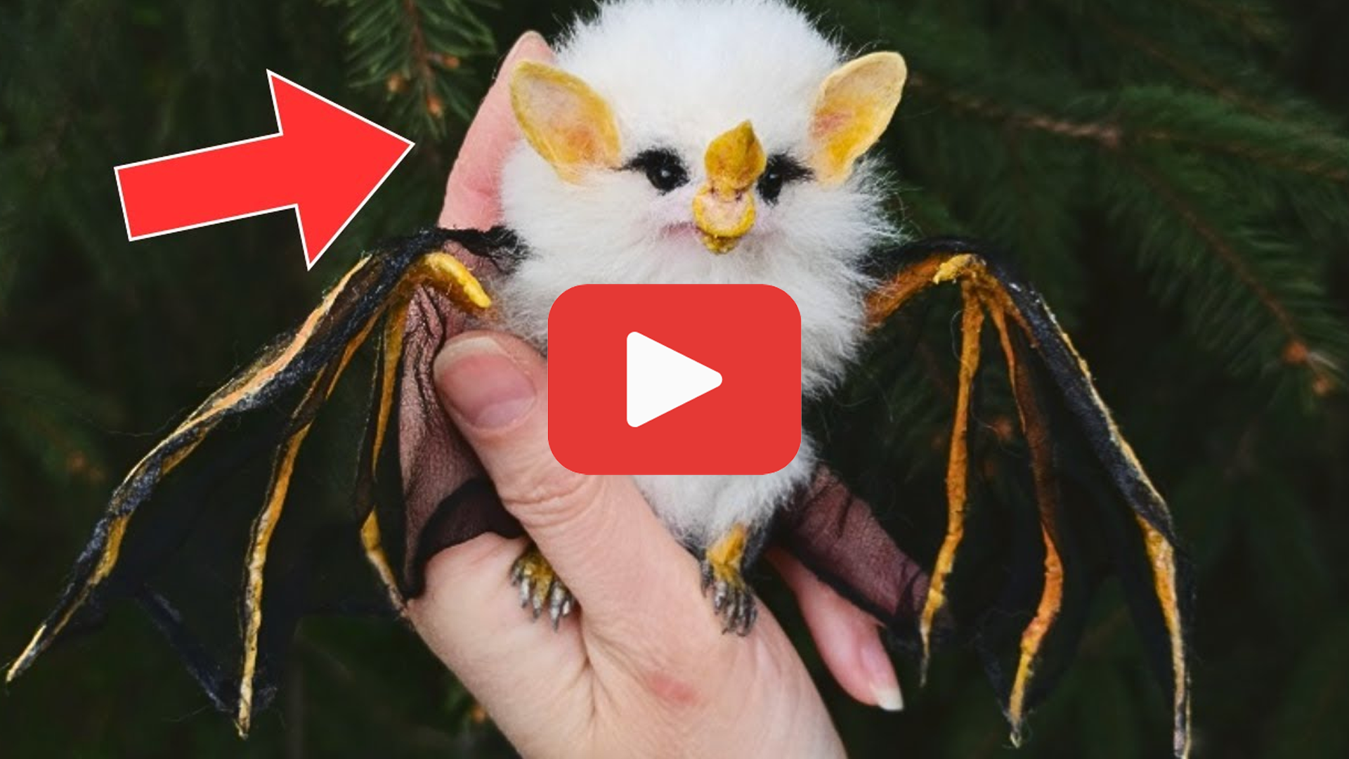 Video thumbnail for Weeks After Saving a Baby Bat, He Realized It Was Something Else