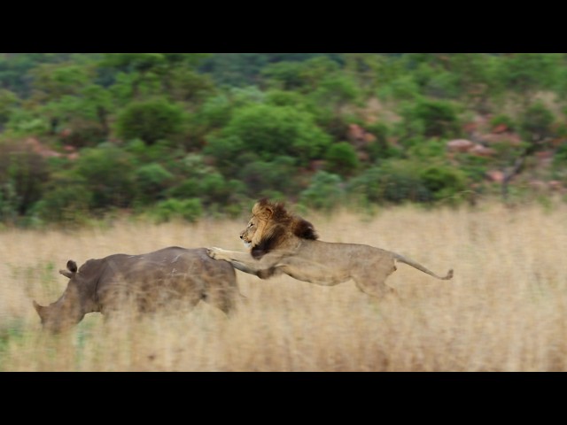 Video thumbnail for The Brutal Reason Why Lions Are Kings of the Jungle! 👑🐾