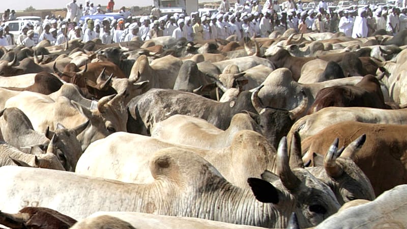 'Video thumbnail for World Health Organization reports 42 deaths from Rift Valley Fever in Mauritania and Senegal'