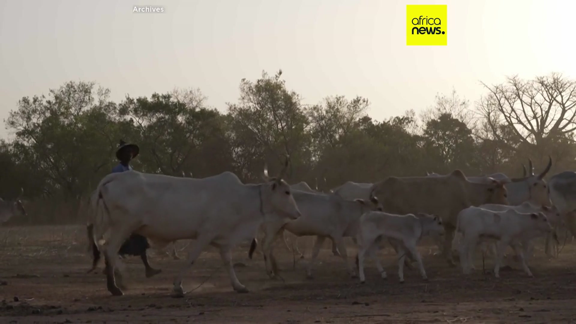 'Video thumbnail for World Health Organization reports 42 deaths from Rift Valley Fever in Mauritania and Senegal'