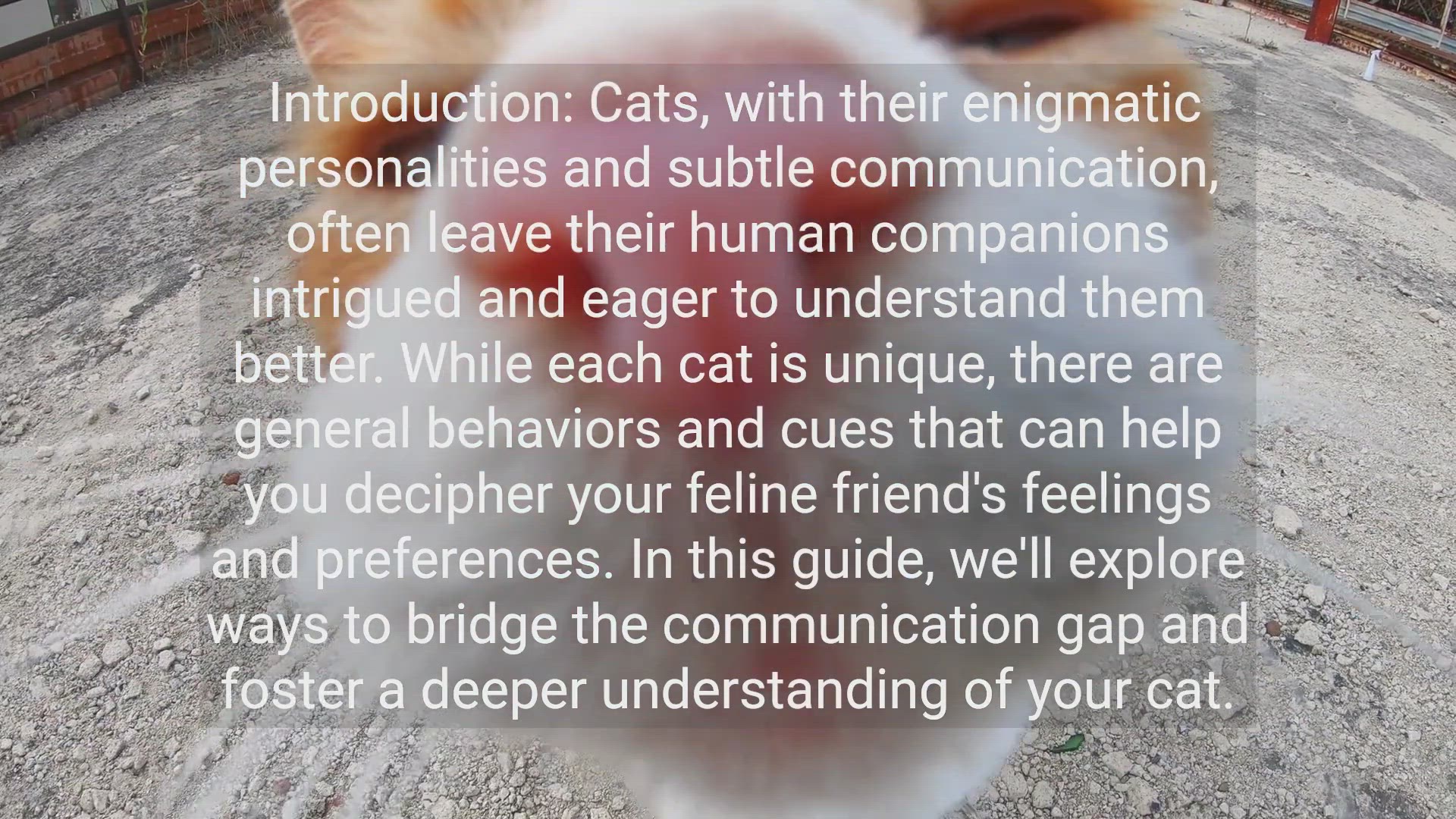 'Video thumbnail for How to Understand Your Cat Better: Decoding Feline Behavior'