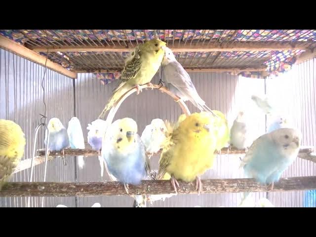 Video thumbnail for Instagram taugliche Wellensittiche 📸💖 Stars im Vogelreich#VogelInfluencer #WellensittichStars #Pet