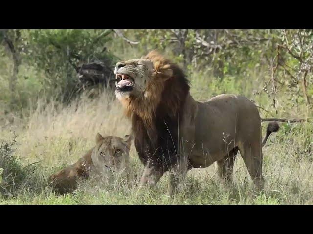 Video thumbnail for lion mating | wildlife | शेर निराला हिम्मत वाला | sher nirala himmatwala | hindi rhymes