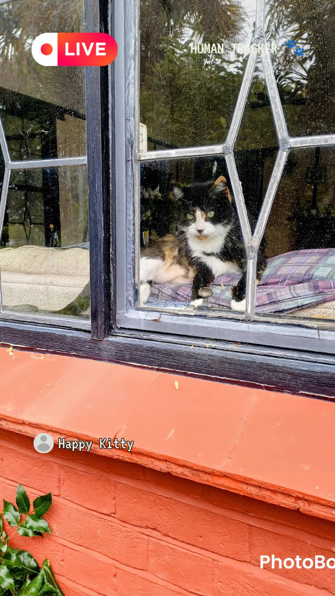 Video thumbnail for Cat