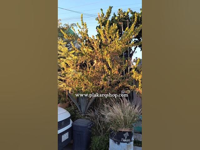 Video thumbnail for Maple, autumn colors, maple and well-being. RED MPLE.#short #beautiful