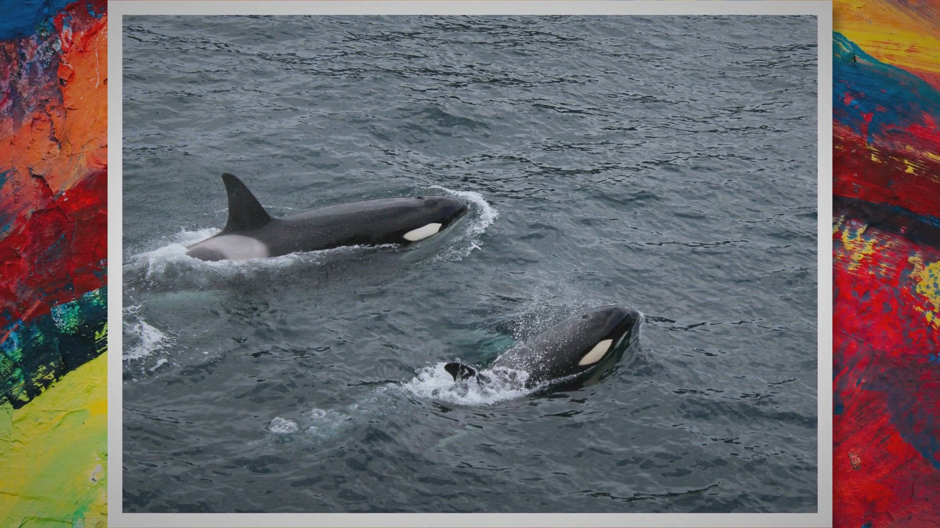 'Video thumbnail for The Majestic Giants: Exploring the World's Largest Dolphins'