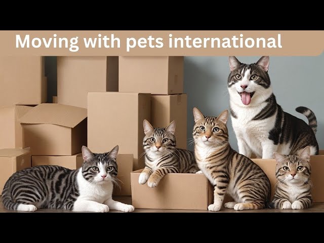 Video thumbnail for Moving Abroad with Pets: Essential Tips & Tricks for a Smooth Relocation