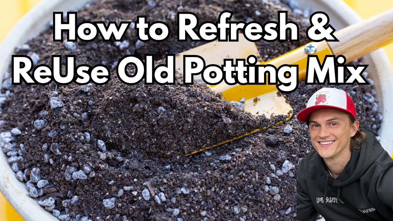 Video thumbnail for Yes You can ReUse Old Potting Mix - Here's How to do it Correctly
