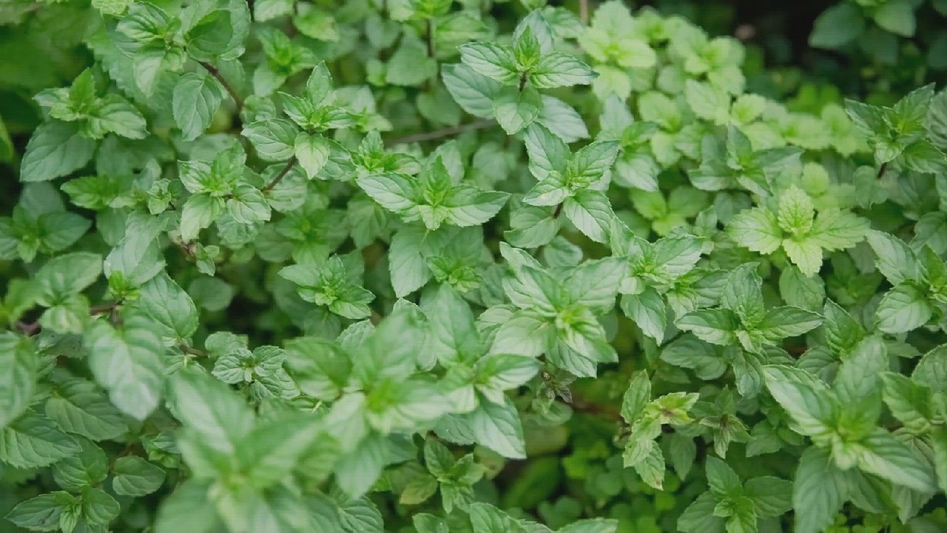 'Video thumbnail for How to Grow and Use Mint'