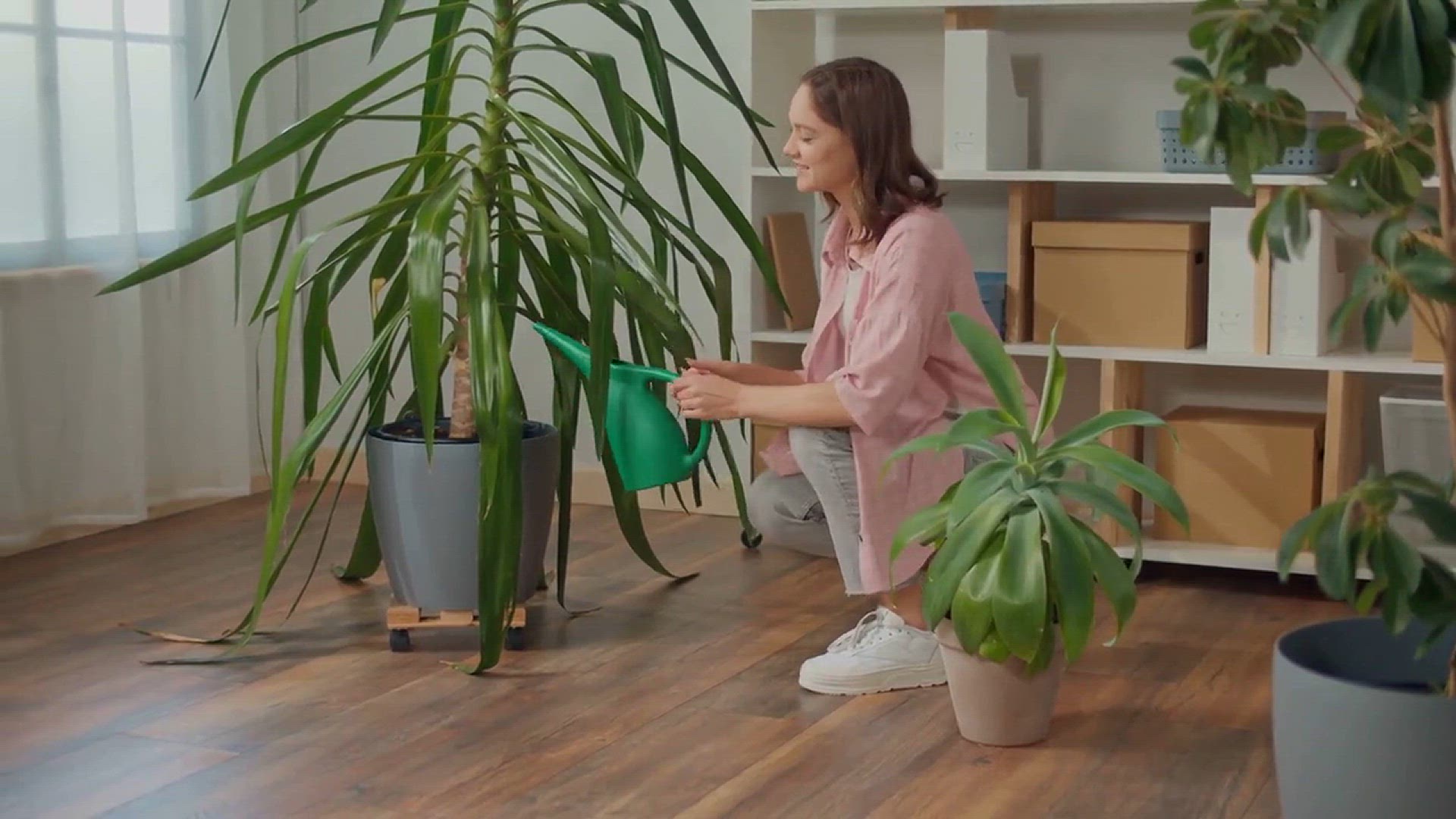 Video thumbnail for Best Indoor Plants for Beginners