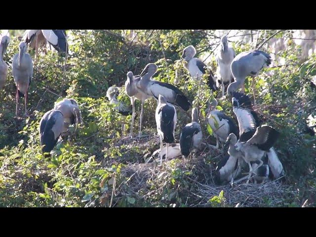 Video thumbnail for THIS LAKE SOIL LAND FOR BIRDS LIVE HERE ALOT hours #100022