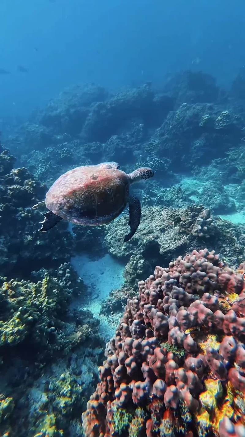 Video thumbnail for Pristine Omani Islands and Vibrant Underwater Wildlife