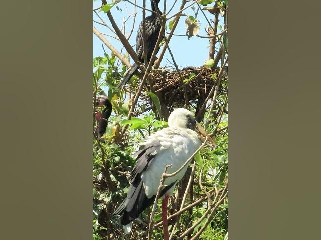 Video thumbnail for Wow Nice Gain Bird A lot EP 36 #birds #nestbird #birdalot #birdfeed #birdeat