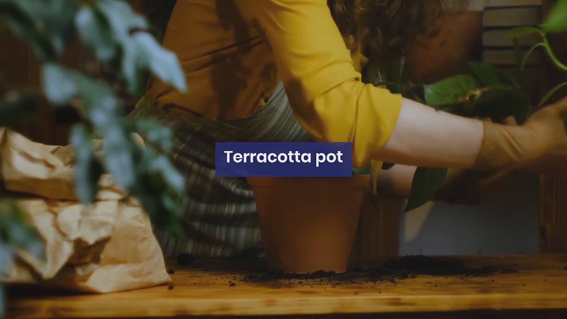 'Video thumbnail for How to Grow Ponytail Palm in the House'