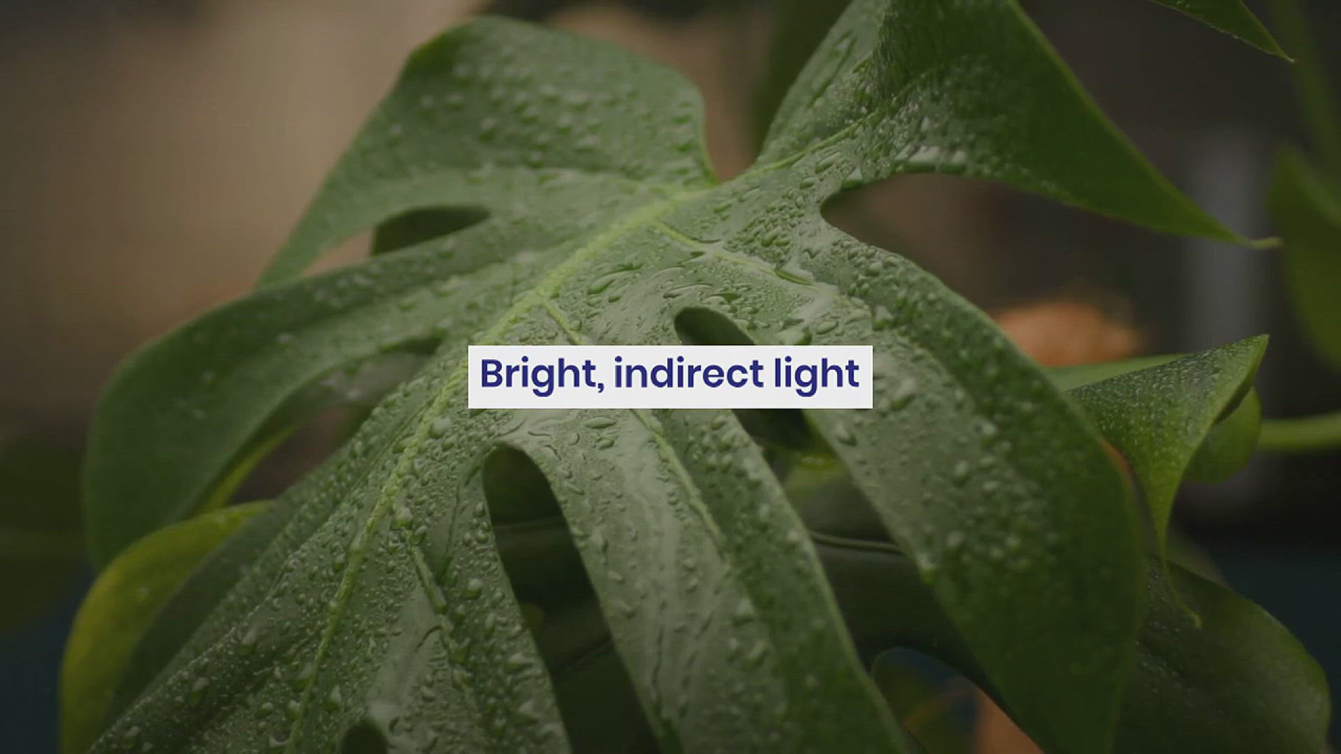 'Video thumbnail for How to Grow Heartleaf Philodendron Indoor'