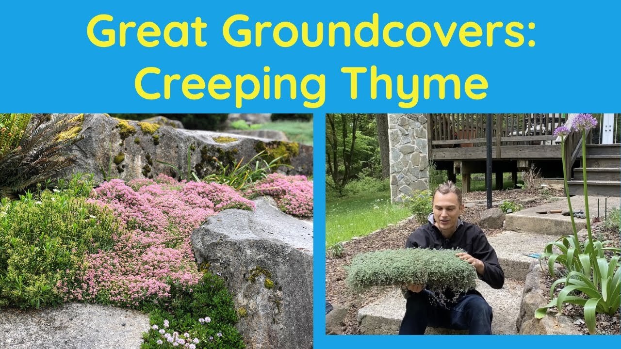 Video thumbnail for Great Groundcovers: Creeping Thyme (Thymus serpyllum)